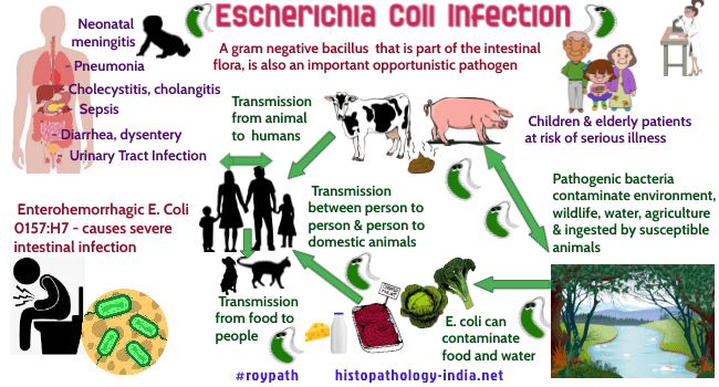 E. _coli